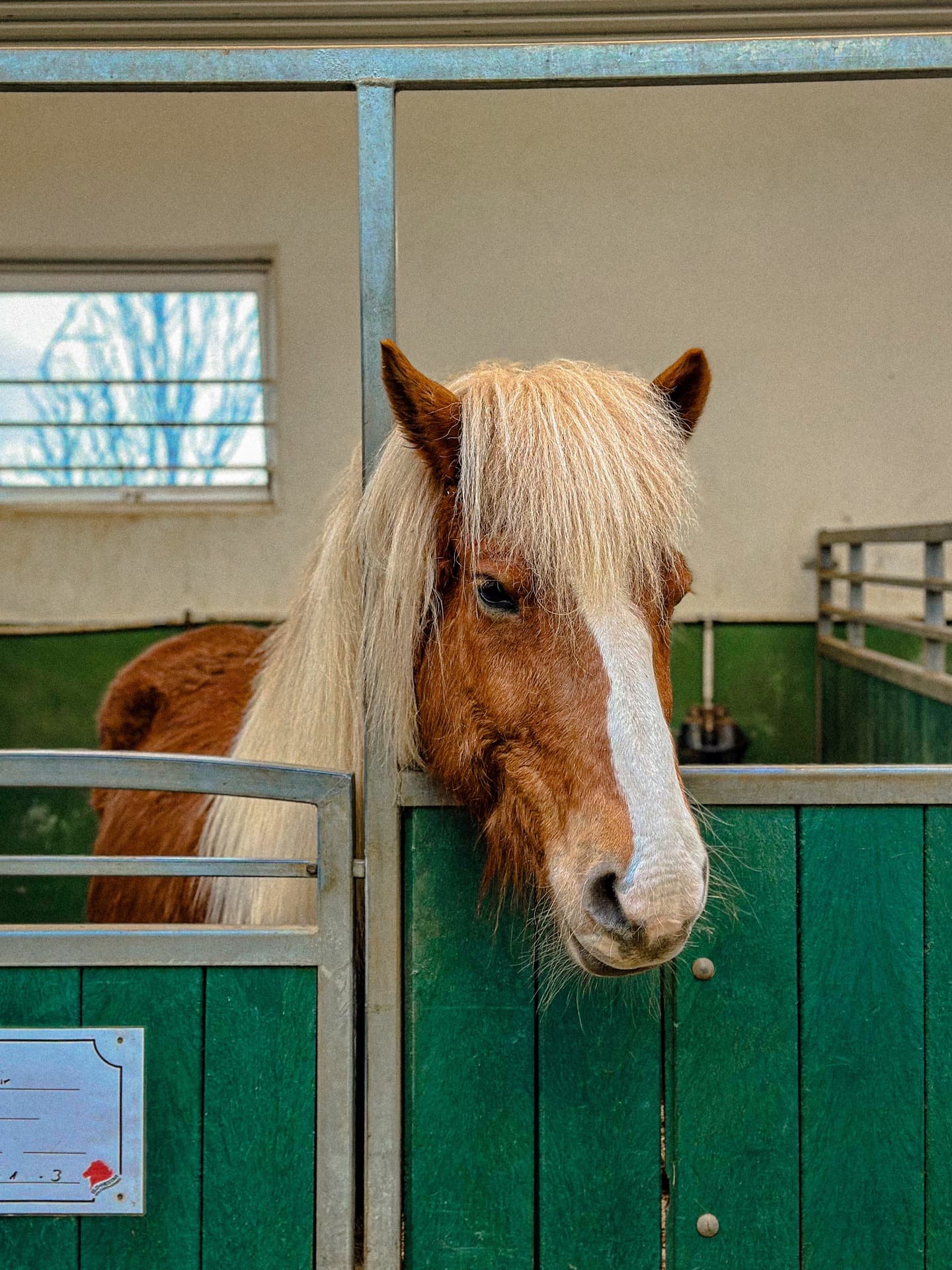 Club Xata Iceland 2025 - Icelandic horse
